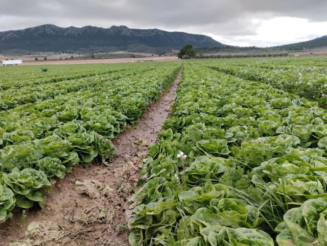 Despilfarro desenfrenado: cuatro millones de lechugas abandonadas en yecla sobre acuíferos sobreexplotados - 3, Foto 3