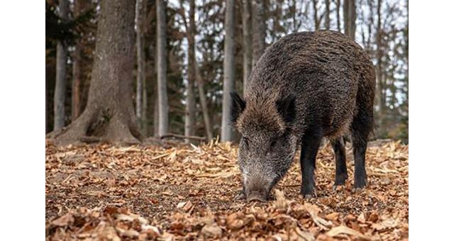 España confirma la muerte por peste porcina africana de otros siete jabalíes dentro del radio del primer foco - 1, Foto 1