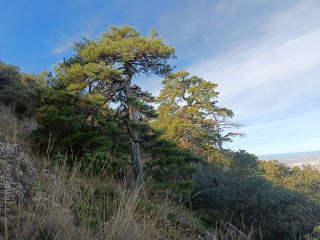 Medio Ambiente impulsa la recuperación del pino laricio en la Sierra del Carche con un proyecto bianual de conservación forestal - 2, Foto 2