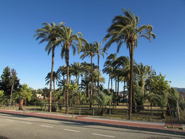 HUERMUR denuncia el abandono, la degradación y nula señalización del Palmeral Chico de Zaraiche - 1, Foto 1