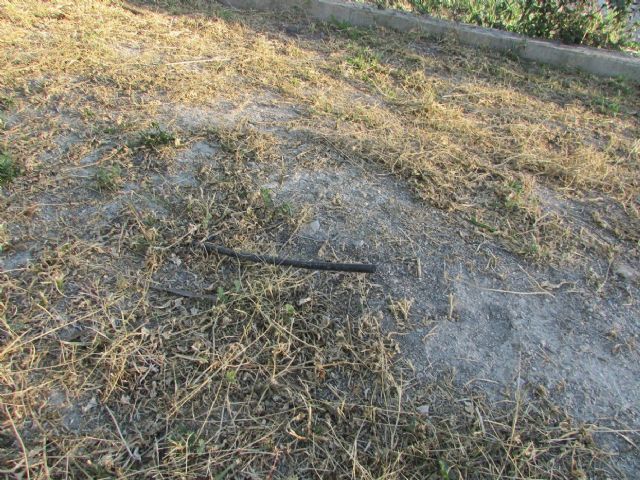 HUERMUR denuncia el abandono, la degradación y nula señalización del Palmeral Chico de Zaraiche - 3, Foto 3