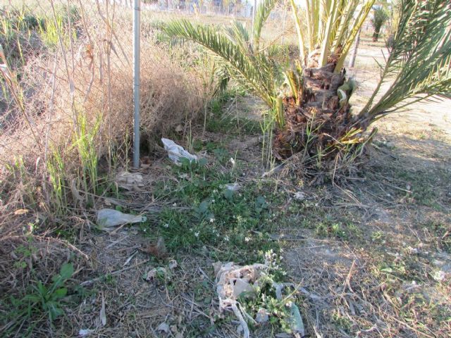 HUERMUR denuncia el abandono, la degradación y nula señalización del Palmeral Chico de Zaraiche - 5, Foto 5