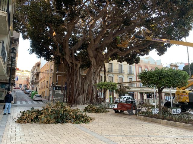 El Ayuntamiento lleva a cabo la poda anual de los monumentales Ficus de la Plaza de España - 1, Foto 1
