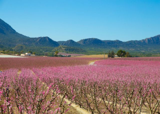 Agromarketing lanza sus experiencias turísticas para disfrutar de la Floración de Cieza y el Valle de Ricote - 1, Foto 1