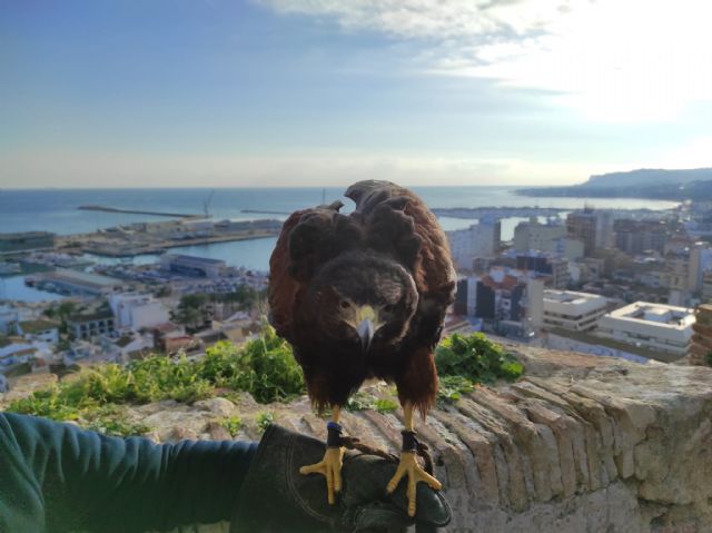 La cetrería, una estrategia sostenible de Lokímica para controlar la población de aves en las ciudades - 2, Foto 2