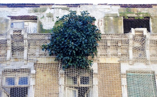 Edificio protegido en Cartagena con árbol creciendo en su fachada desde hace años - 2, Foto 2