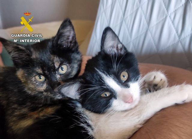 La Guardia Civil investiga a tres personas como presuntas autoras de delito contra los animales (maltrato animal) - 1, Foto 1