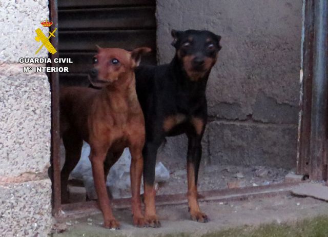La Guardia Civil investiga a tres personas como presuntas autoras de delito contra los animales (maltrato animal) - 2, Foto 2