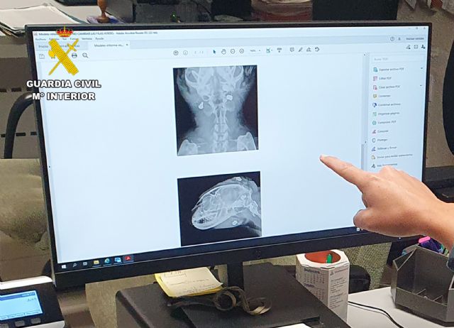 La Guardia Civil investiga a tres personas como presuntas autoras de delito contra los animales (maltrato animal) - 5, Foto 5