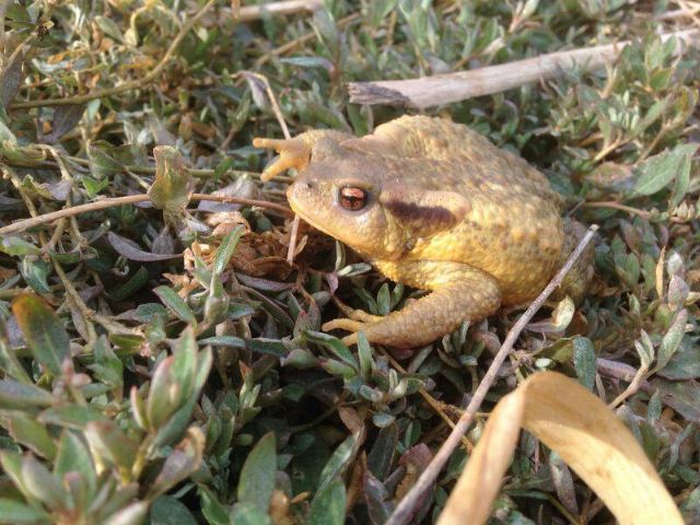 Denuncian que el Gobierno Regional lleva 20 años incumpliendo la legislación ambiental - 4, Foto 4