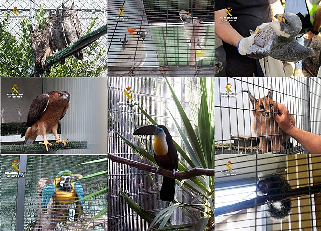 La Guardia Civil detiene e investiga a 59 personas por tráfico de especies - 1, Foto 1