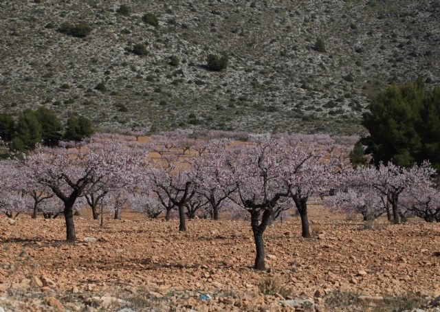 El Ayuntamiento de Caravaca habilita un punto para el depósito de restos de podas agrícolas con el fin de colaborar con los agricultores en la correcta gestión de los mismos - 3, Foto 3