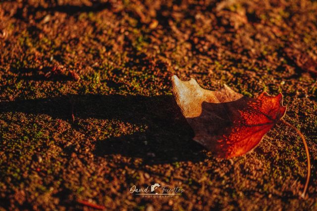 El Dj de las letras en su mejor momento - 4, Foto 4