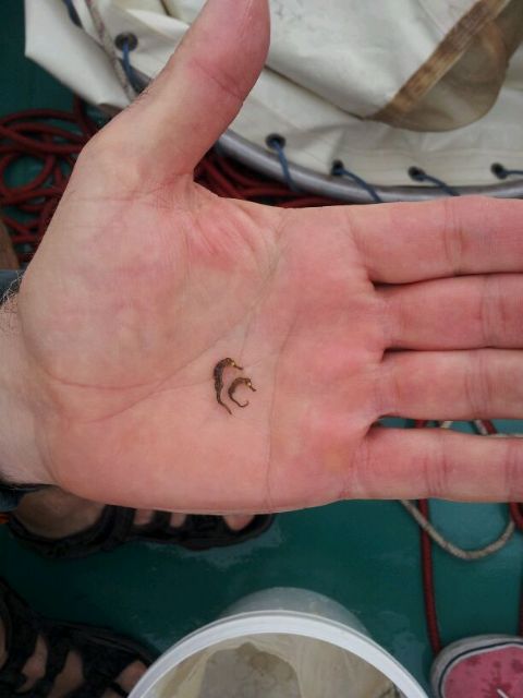 El voluntariado ambiental colabora en la preservación del caballito en el Mar Menor - 1, Foto 1