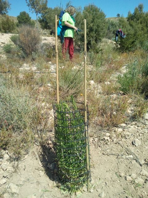 El Parque Ecológico Vicente Blanes de Molina de Segura amplía su masa forestal gracias a la colaboración del Programa de Voluntariado Ambiental ¡Voluntari@s Naturalmente! - 1, Foto 1