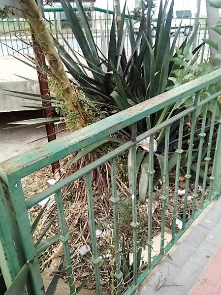 El PSOE denuncia la falta de limpieza en varias zonas de ramblas y jardines de Torreagüera y Alquerías - 3, Foto 3