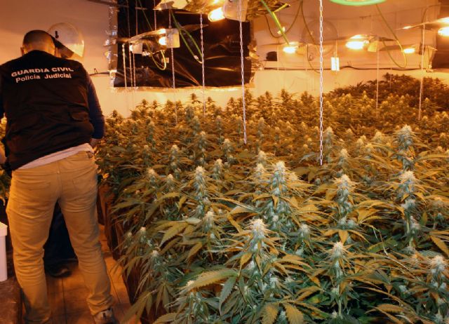 La Guardia Civil desmantela un invernadero clandestino de marihuana y un punto de venta de droga al menudeo - 1, Foto 1
