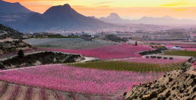 PSOE: Hay que modificar el plan general de ordenación urbana para evitar problemas como el de las granjas - 1, Foto 1