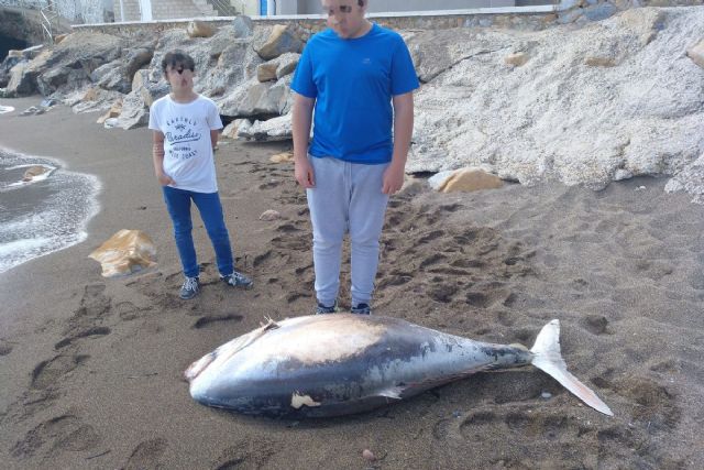 Aparece en El Portús un emperador de 110 kilos y metro y medio de largo - 1, Foto 1