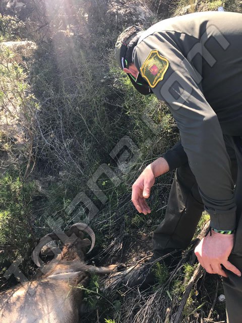 Sorprenden a cuatro cazadores furtivos en Sierra Espuña, Foto 1