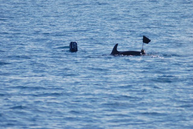 ANSE evalúa la interacción entre delfines mulares y pesca en las costas del Sureste y Andalucía - 1, Foto 1