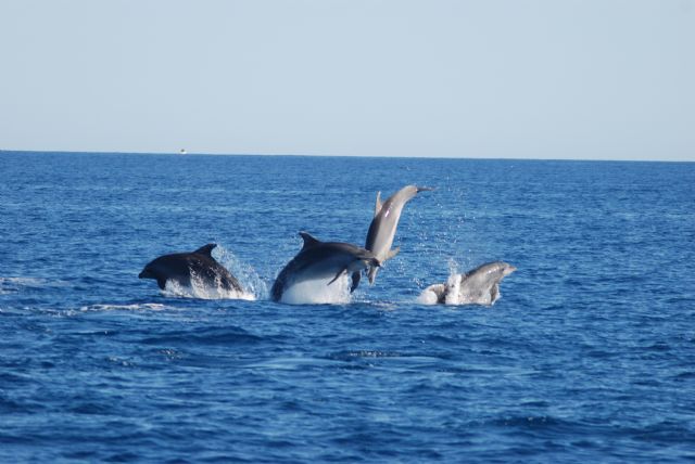 ANSE evalúa la interacción entre delfines mulares y pesca en las costas del Sureste y Andalucía - 2, Foto 2