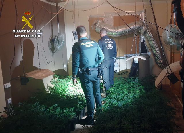 Desmantelan un  invernadero de marihuana en Puerto Lumbreras - 2, Foto 2