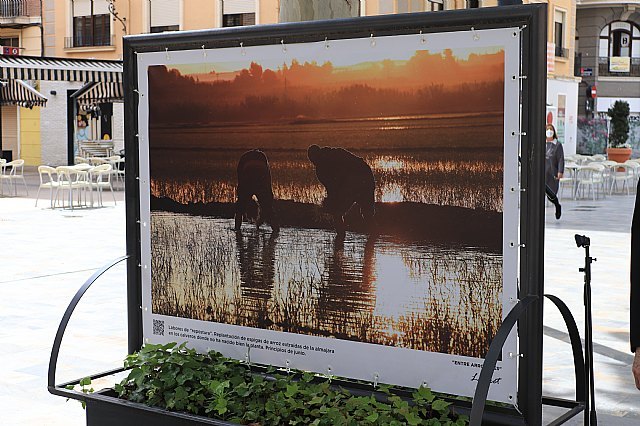 Inaugurada la exposición Entre arrozales del fotógrafo Pedro Navarro Laforet en el paseo Alfonso X el Sabio de Murcia - 3, Foto 3