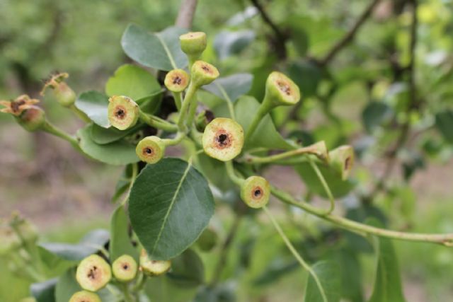 La evaluación de daños por la helada sufrida a comienzos de abril eleva la estimación de indemnizaciones hasta los 244 millones de euros - 2, Foto 2