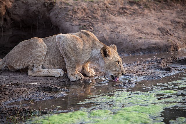 “Los últimos días del África salvaje”, una crónica sobre la desaparición del África ancestral, del periodista Amador Guallar - 1, Foto 1