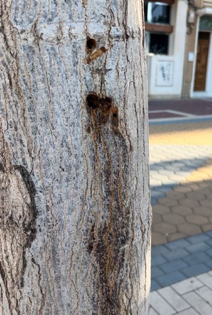 El Ayuntamiento denuncia el secado intencionado de tres ejemplares de morera adulta - 1, Foto 1