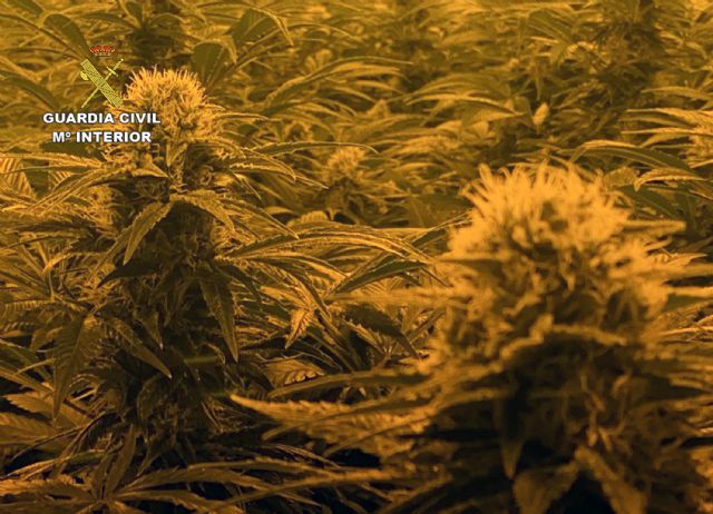 La Guardia Civil desmantela en Cieza un nuevo punto de venta de sustancias estupefacientes - 4, Foto 4