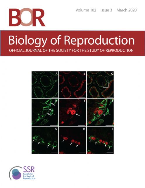 Investigadores de la UMU descubren que las células de Sertoli, de gran importancia en la reproducción, son capaces de renovarse - 1, Foto 1