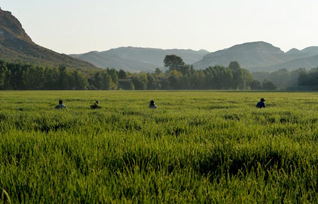 Itinerario entre las aguas bravas, los brotes de arroz y el pasado islámico de Calasparra - 1, Foto 1