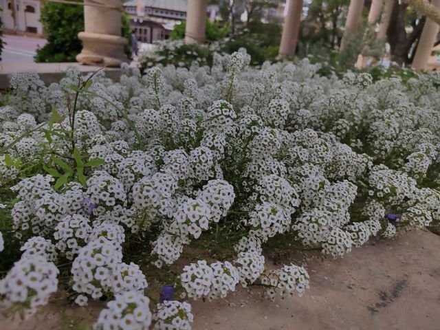 Plantas contra plagas para mantener ecosistemas urbanos de manera natural - 1, Foto 1