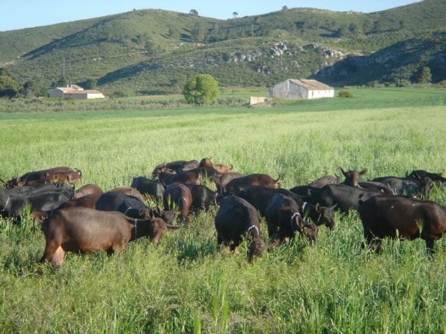 El IMIDA envía semen y embriones de cabra murciano-granadina a Bolivia y República Dominicana - 1, Foto 1