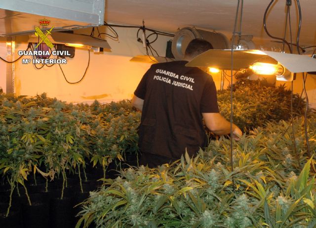 La Guardia Civil desmantela en Mula un invernadero de marihuana con más de medio millar de plantas y 200 esquejes - 3, Foto 3
