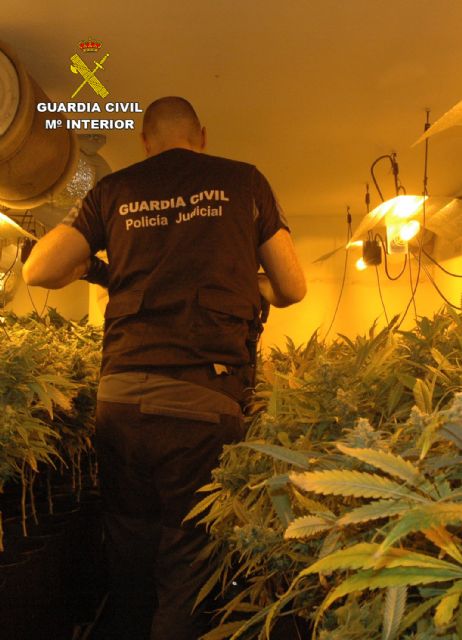 La Guardia Civil desmantela en Mula un invernadero de marihuana con más de medio millar de plantas y 200 esquejes - 4, Foto 4