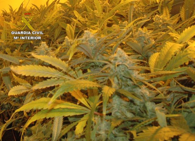 La Guardia Civil desmantela en Mula un invernadero de marihuana con más de medio millar de plantas y 200 esquejes - 5, Foto 5