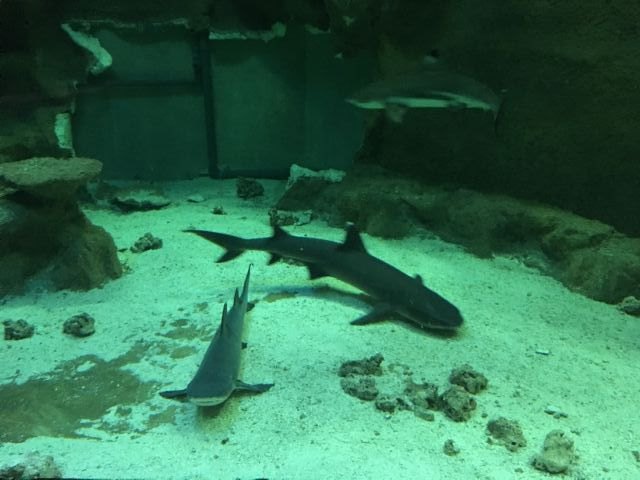 El acuario de la Universidad de Murcia cede un tiburón macho de puntas negras al Oceanogràfic de Valencia para buscarle pareja - 1, Foto 1