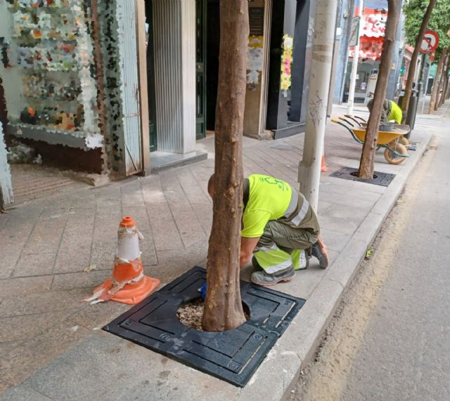 Murcia pone en marcha una campaña de renovación integral de los alcorques del municipio - 3, Foto 3