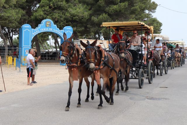 Carros, carruajes y jinetes recorrer las calles de San Pedro del Pinatar con motivo de las fiestas patronales - 2, Foto 2