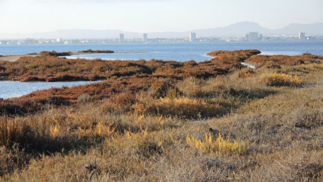 El Gobierno regional inicia los trámites para el desarrollo del Plan de Recuperación de la Esparraguera del Mar Menor - 1, Foto 1