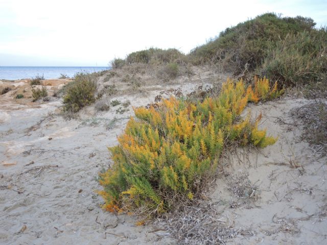 El Gobierno regional inicia los trámites para el desarrollo del Plan de Recuperación de la Esparraguera del Mar Menor - 2, Foto 2
