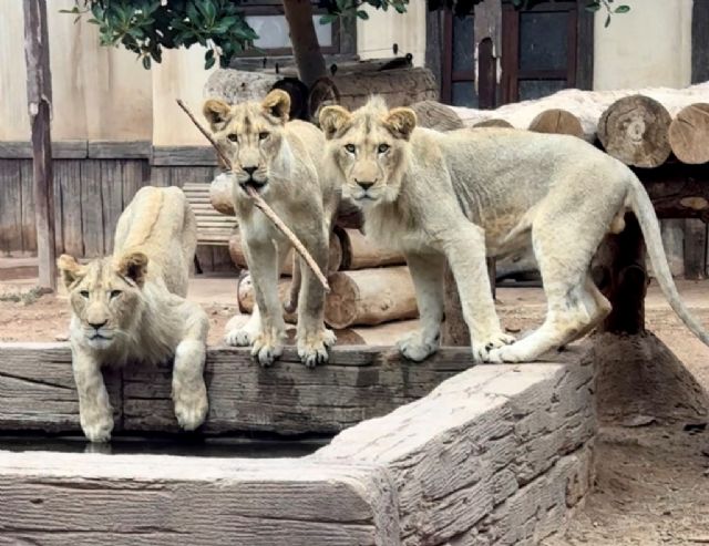 Makhulu, Silbán e Irati cumplen dos años en Terra Natura Murcia - 1, Foto 1
