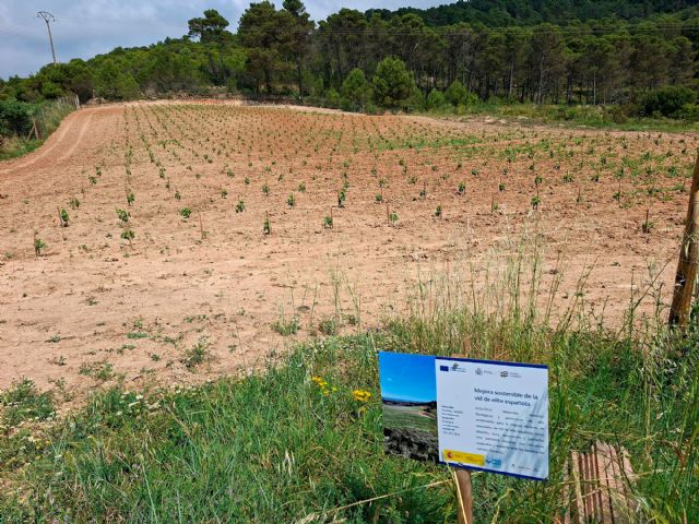 Un proyecto de I+D trabaja por mejorar la eficiencia y sostenibilidad de las variedades de vid de élite españolas - 1, Foto 1