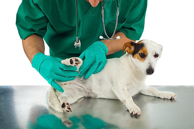 El 82% de los veterinarios afirman que los parásitos en mascotas han aumentado en nuestro país debido al aumento de las temperaturas - 1, Foto 1