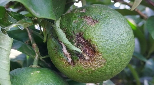 Las tormentas de pedrisco del pasado fin de semana provocan daños en diversos cultivos situados en el nordeste y este peninsular - 1, Foto 1