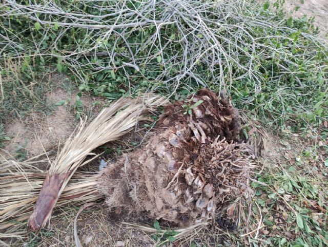 IU VERDES pide explicaciones al concejal de Jardines por la gestión del contrato de limpieza y mantenimiento de jardines - 5, Foto 5
