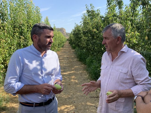 La DO Pera de Jumilla incrementa su apuesta por el cultivo ecológico y alcanza el 20 por ciento de la superficie de producción - 1, Foto 1